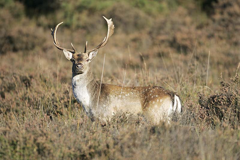 01DD2098 Fallow deer Copyright Mike Read.jpg - Fallow deer Dama dama fallow buck on New Forest  heathland